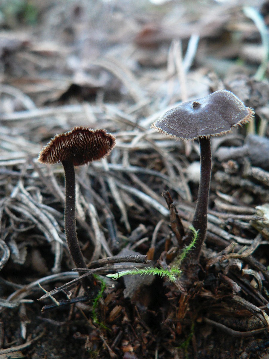 Auriscalpium vulgare